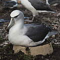 Tasmanischer Albatros © WWF Australien