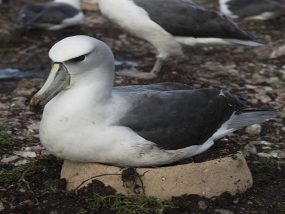 Tasmanischer Albatros © WWF Australien