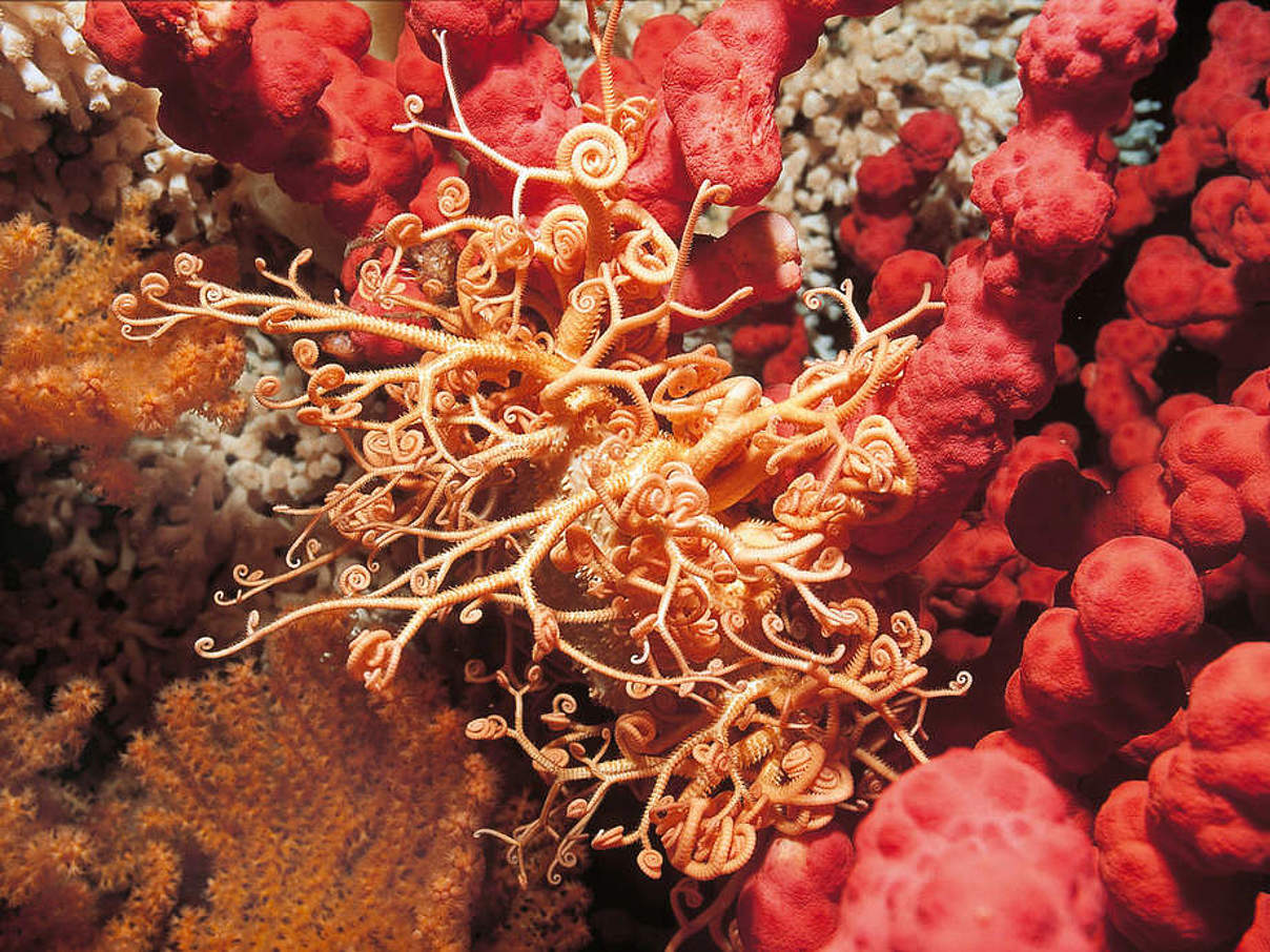 Gorgonenhaupt im Kaltwasserkorallenriff Norwegens © Erling Svensen / WWF