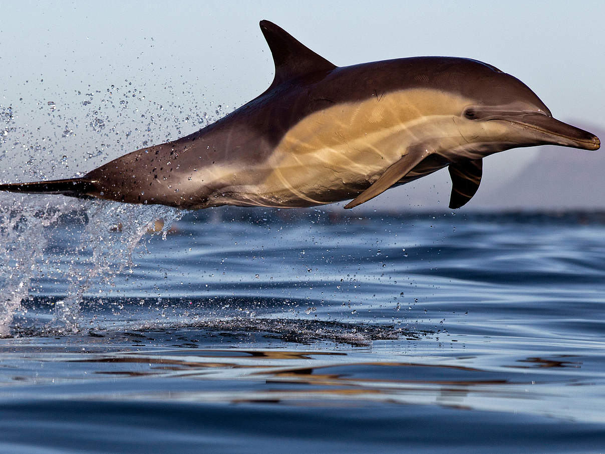 Gemeiner Delfin © naturepl.com / Chris Fallows / WWF