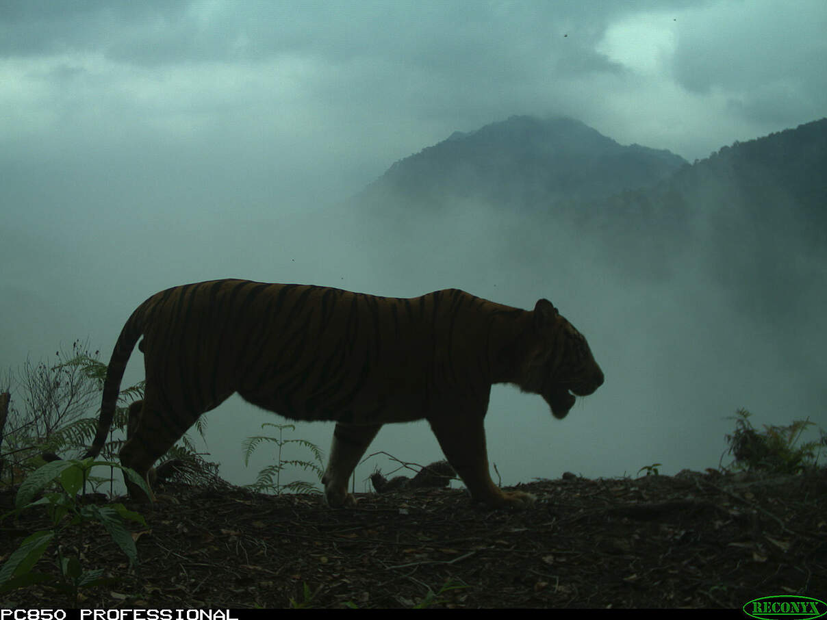 Sumatra Tiger Kamerafalle Nebel Berge c wwf id bksda Sumatra-Tiger auf seinem Weg durch eine neblige Berglandschaft © WWF - ID / BKSDA