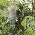 Elefant in Myanmar © Julia Thiemann / WWF-Germany