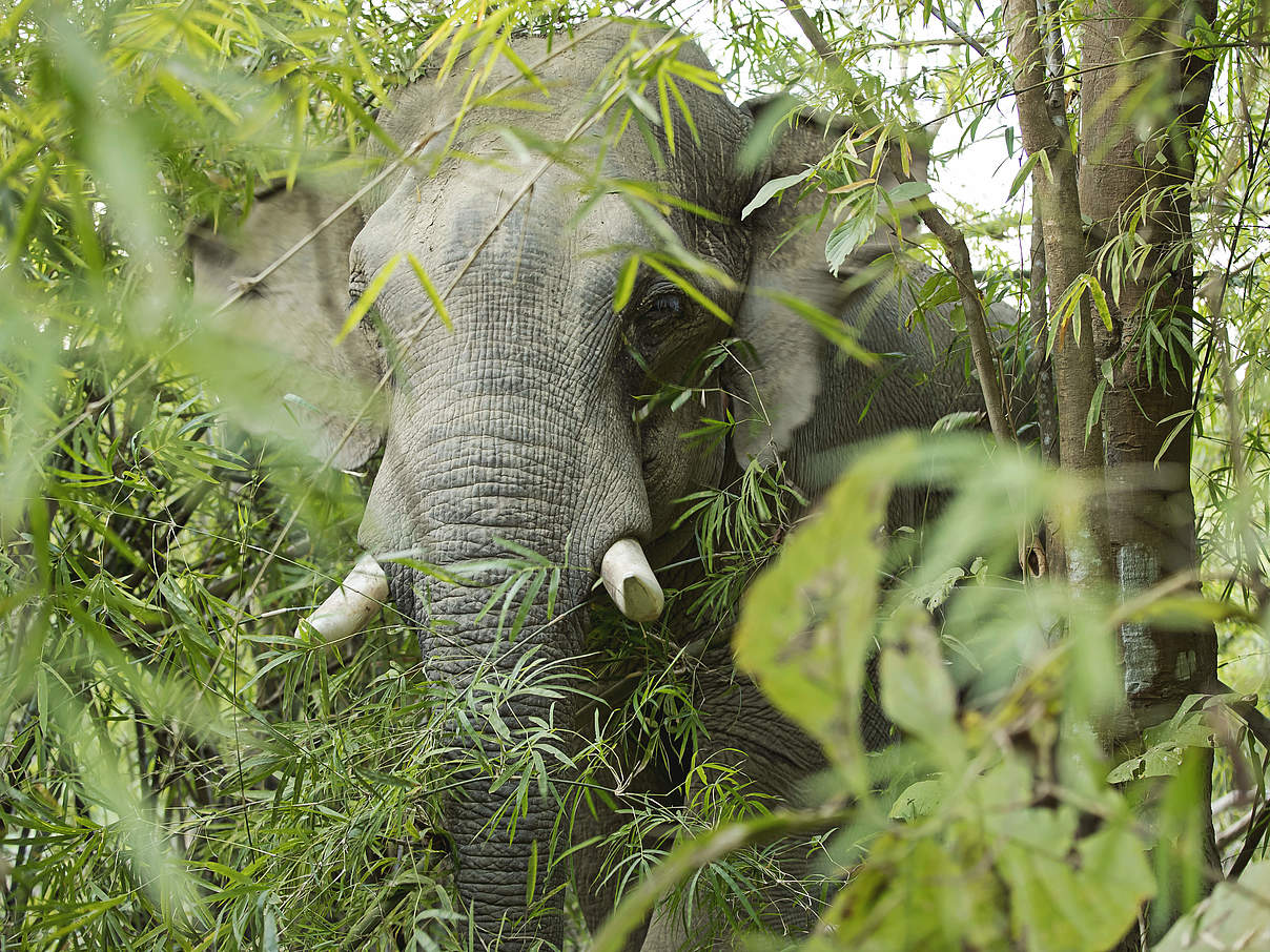 Elefant in Myanmar © Julia Thiemann / WWF-Germany