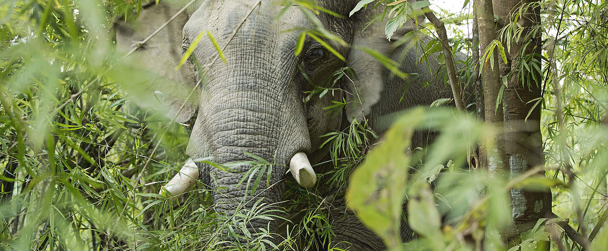 Elefant in Myanmar © Julia Thiemann / WWF-Germany