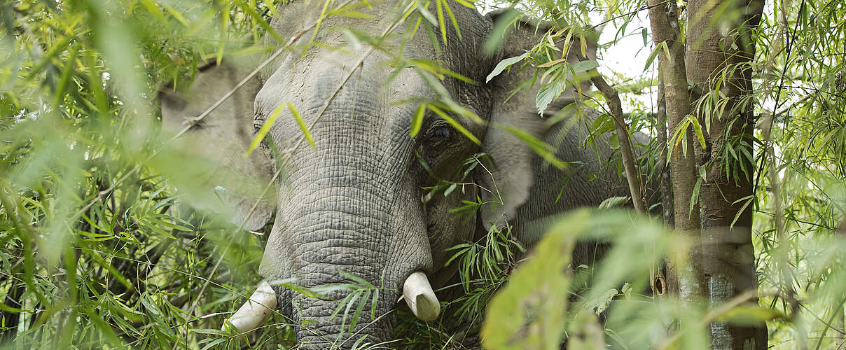 Elefant in Myanmar © Julia Thiemann / WWF-Germany