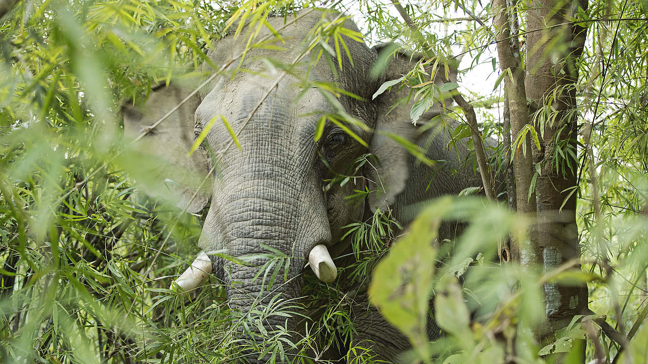 Elefant in Myanmar © Julia Thiemann / WWF-Germany