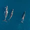 55 Blauwale wurden nahe der subantarktischen Inseln Südgeorgiens gesichtet. Kehren die Meeresriesen zurück in den Südatlantik? Foto: VDOS Global / WWF-Canada