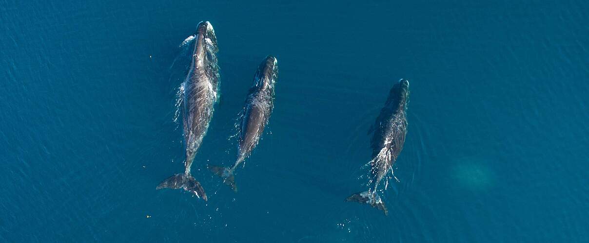 55 Blauwale wurden nahe der subantarktischen Inseln Südgeorgiens gesichtet. Kehren die Meeresriesen zurück in den Südatlantik? Foto: VDOS Global / WWF-Canada