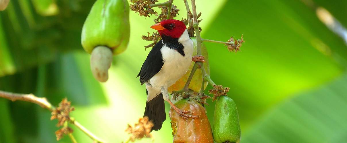 Kardinalsvogel © Gabriela Schuck de Oliveira / WWF-Brazil