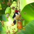 Kardinalsvogel © Gabriela Schuck de Oliveira / WWF-Brazil