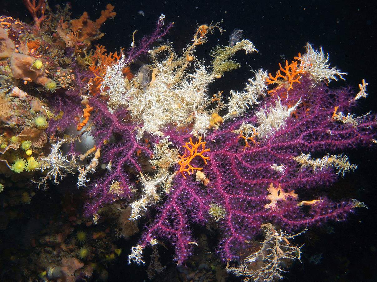 Korallen im Mittelmeer © Philipp Kanstinger / WWF