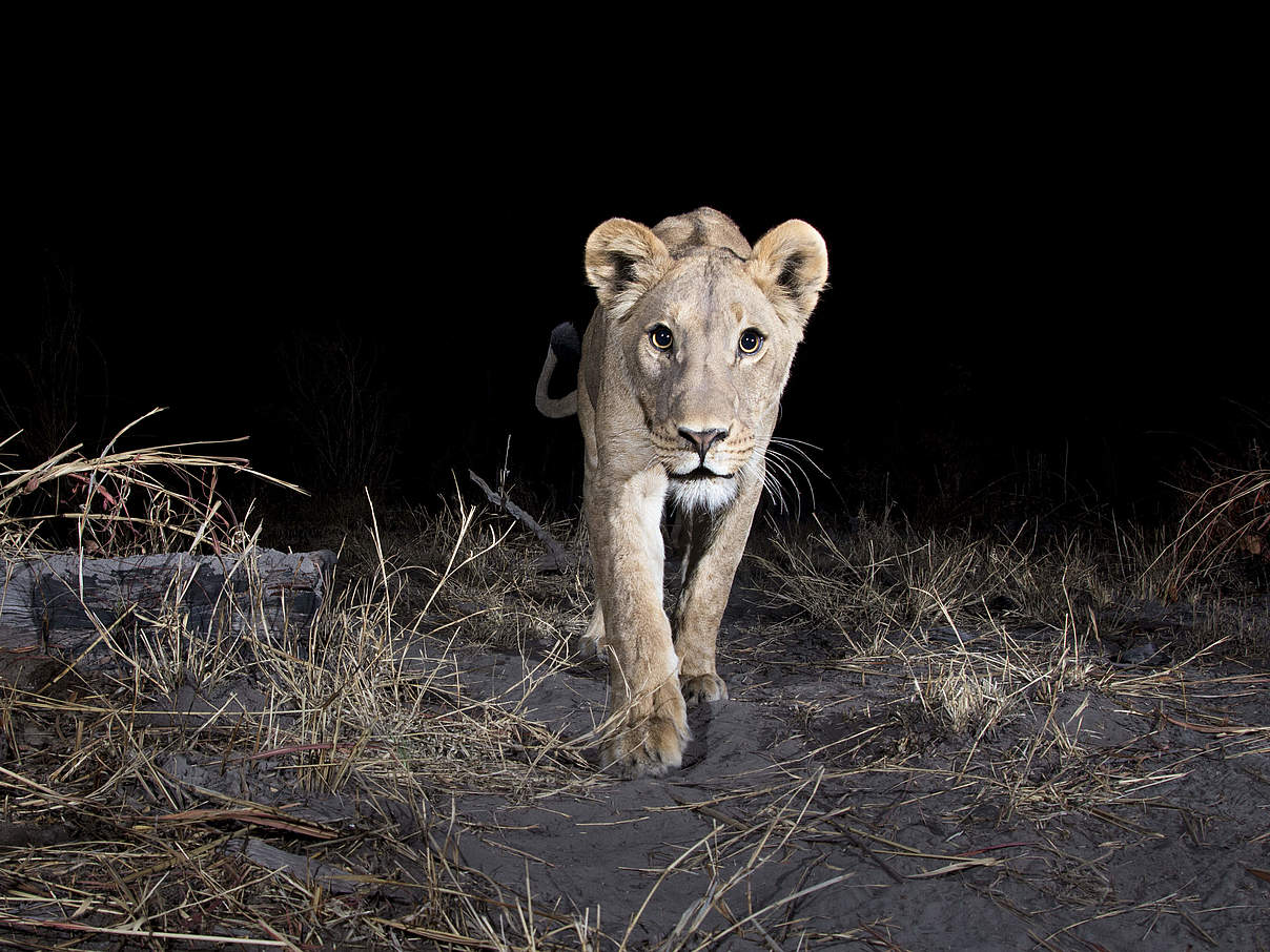 Löwin © Will Burrard-Lucas / WWF-US