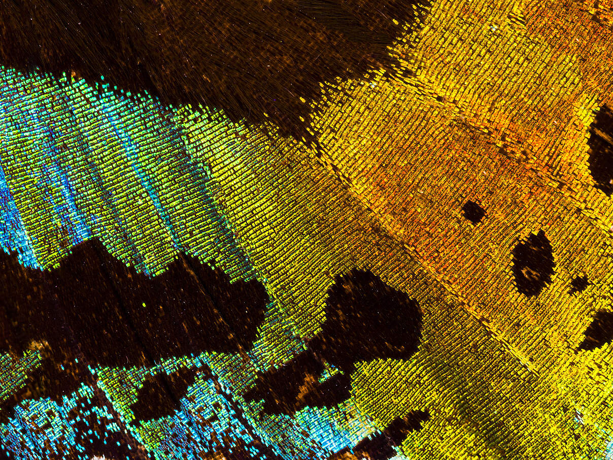 Nahaufnahme der Schuppen eines Schmetterlingsflügels