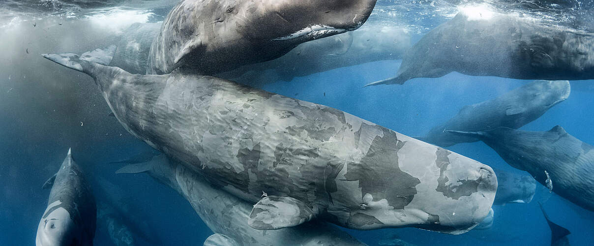 Pottwale © naturepl.com / Tony Wu / WWF