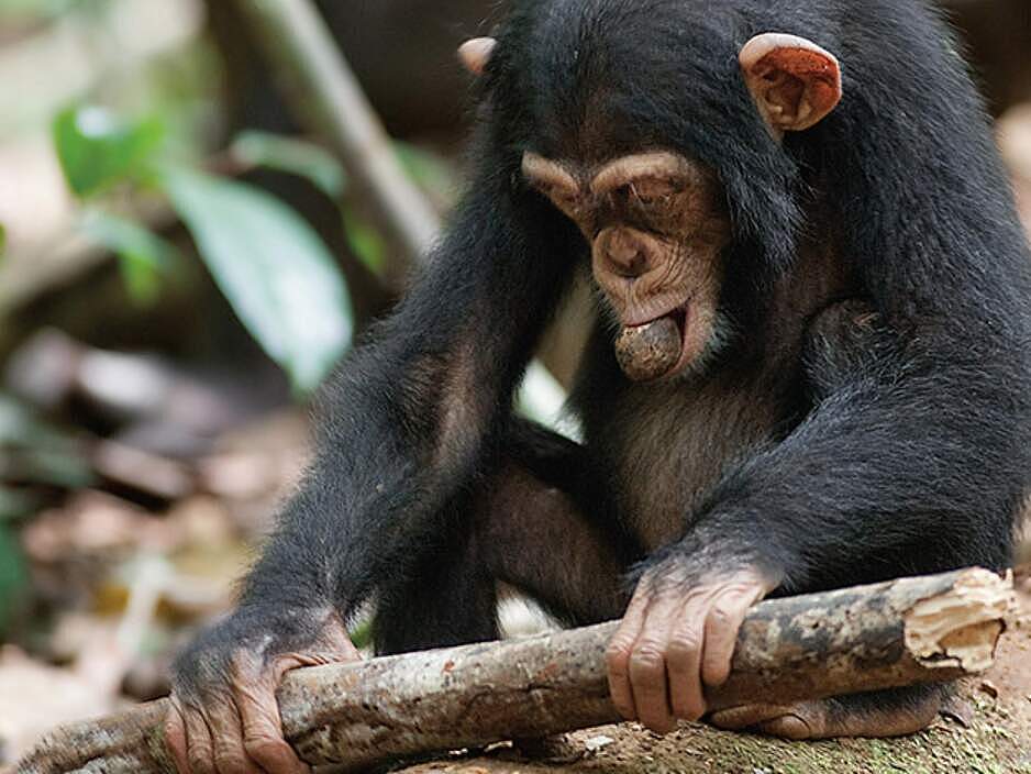 Schimpanse beim Nüsse knacken © Disney