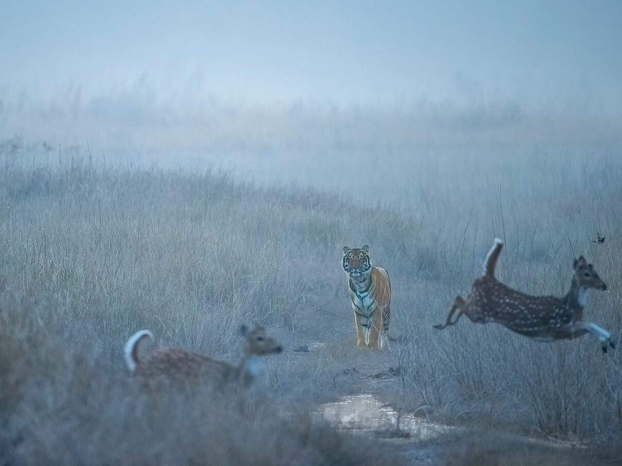 Tiger und Beutetiere in Indien © Shutterstock / Archna Singh / WWF