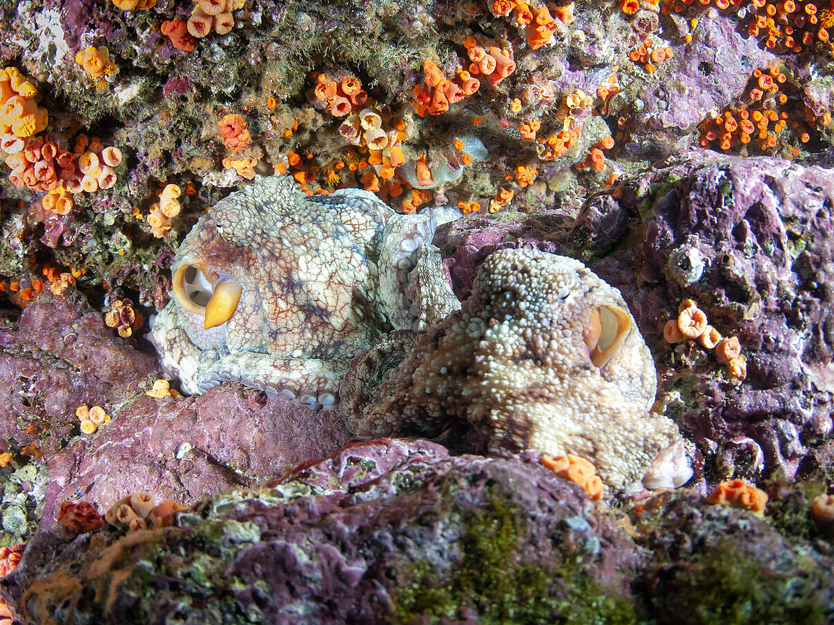 Gut getarnter Tintenfisch im Korallenriff