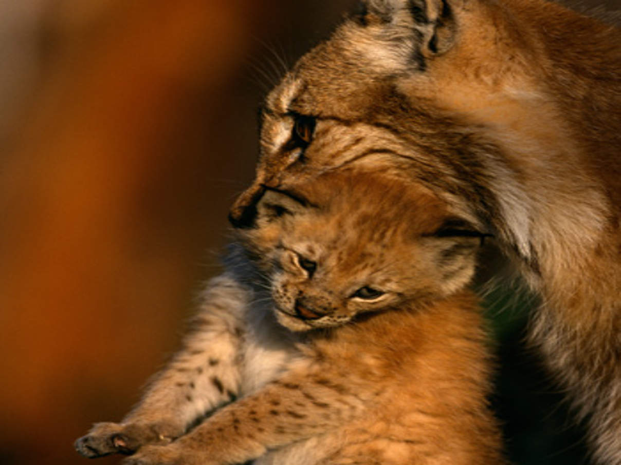 Luchsmutter mit Jungem. © Staffan Widstrand / WWF