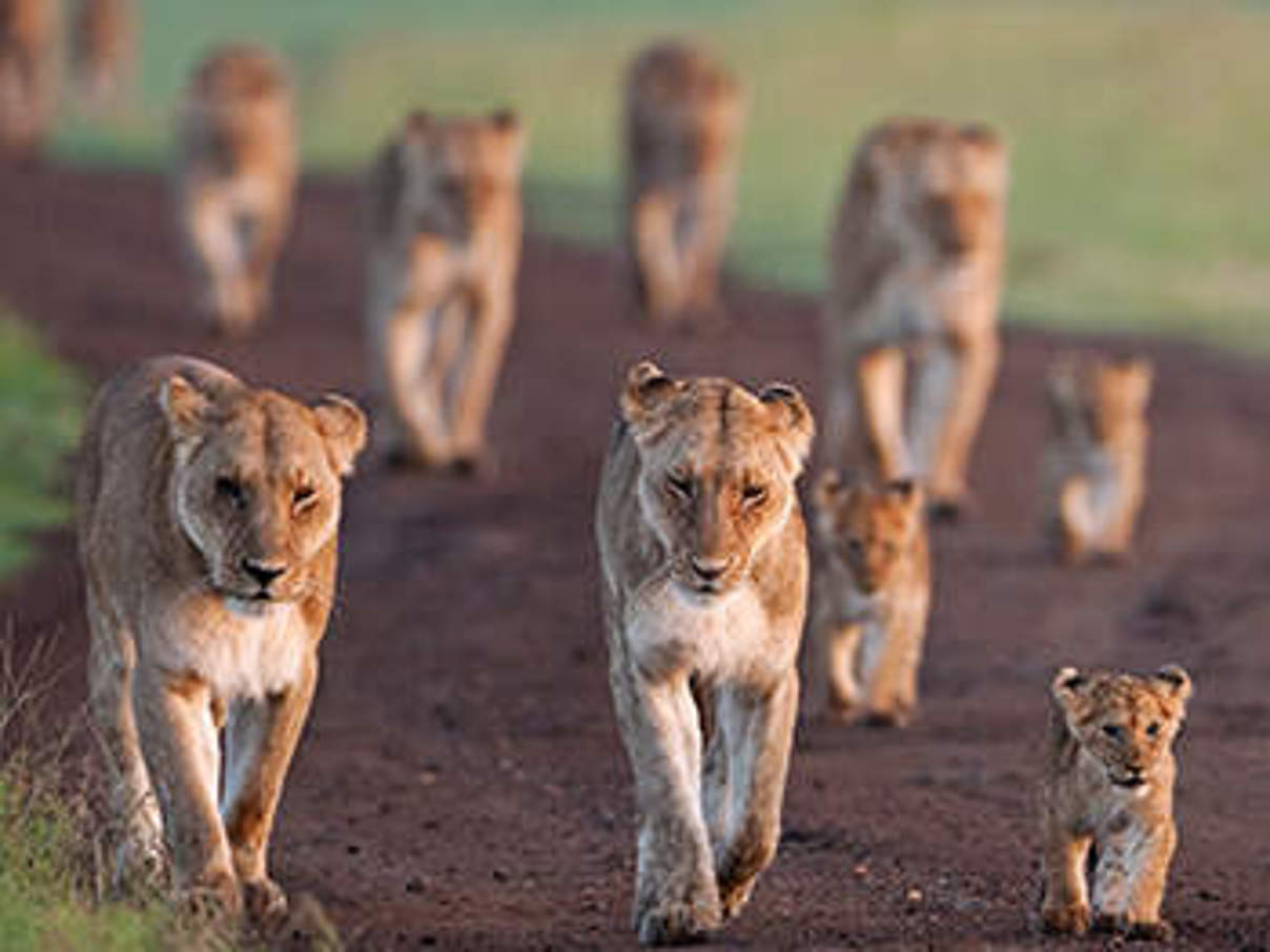 Löwen. © naturepl.com / Anup Shah / WWF