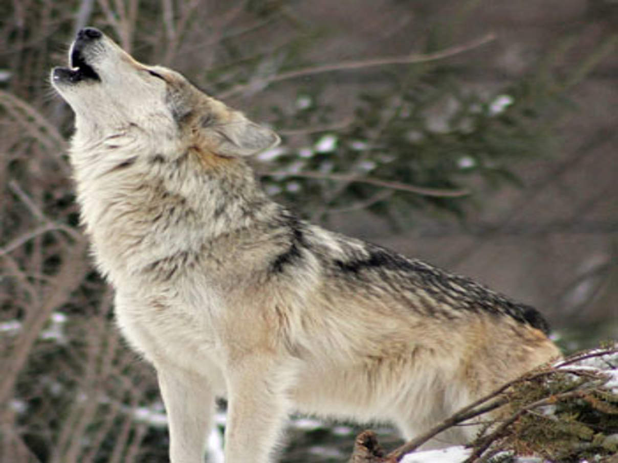 Wolf © WWF