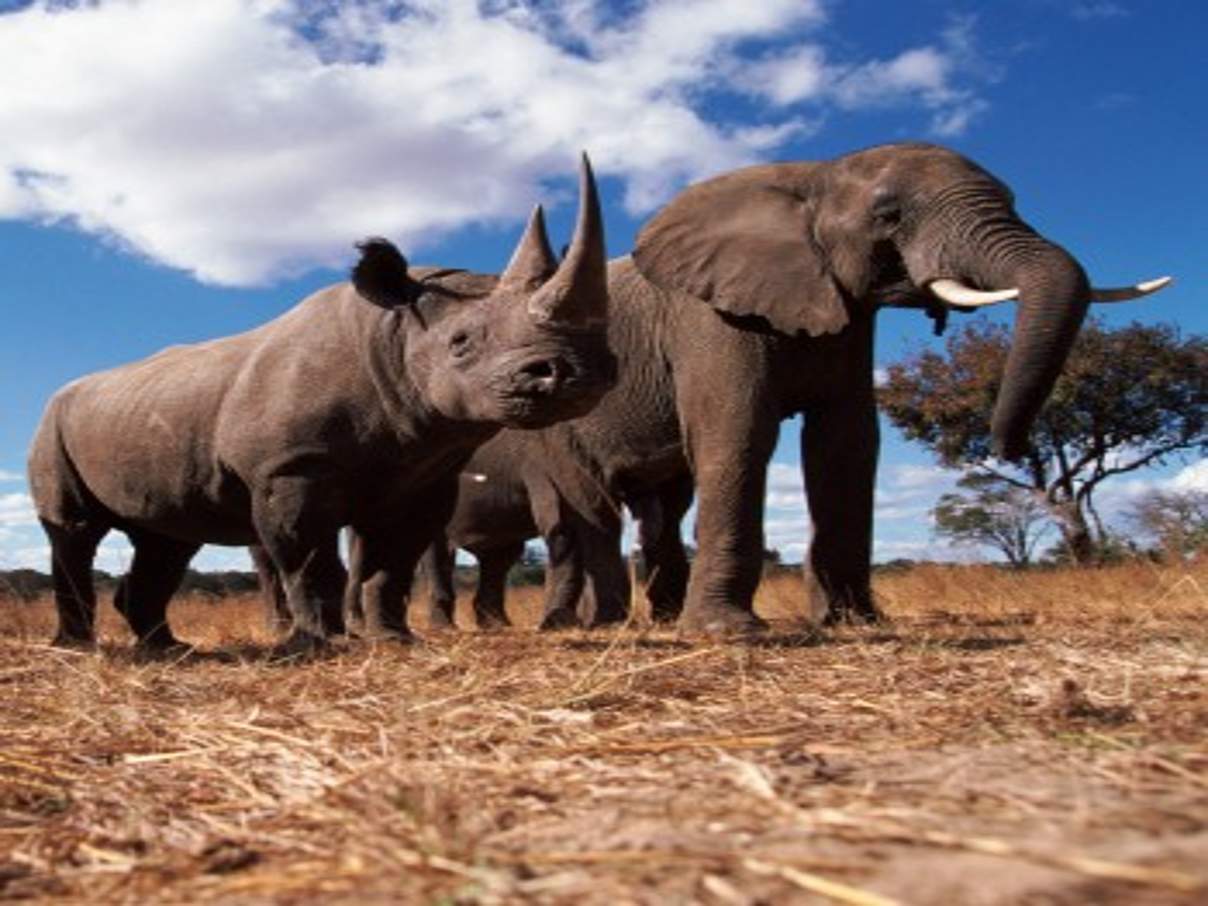 Afrikanischer Elefant und Spitzmaulsnahörner © naturepl.com / John-Downer / WWF
