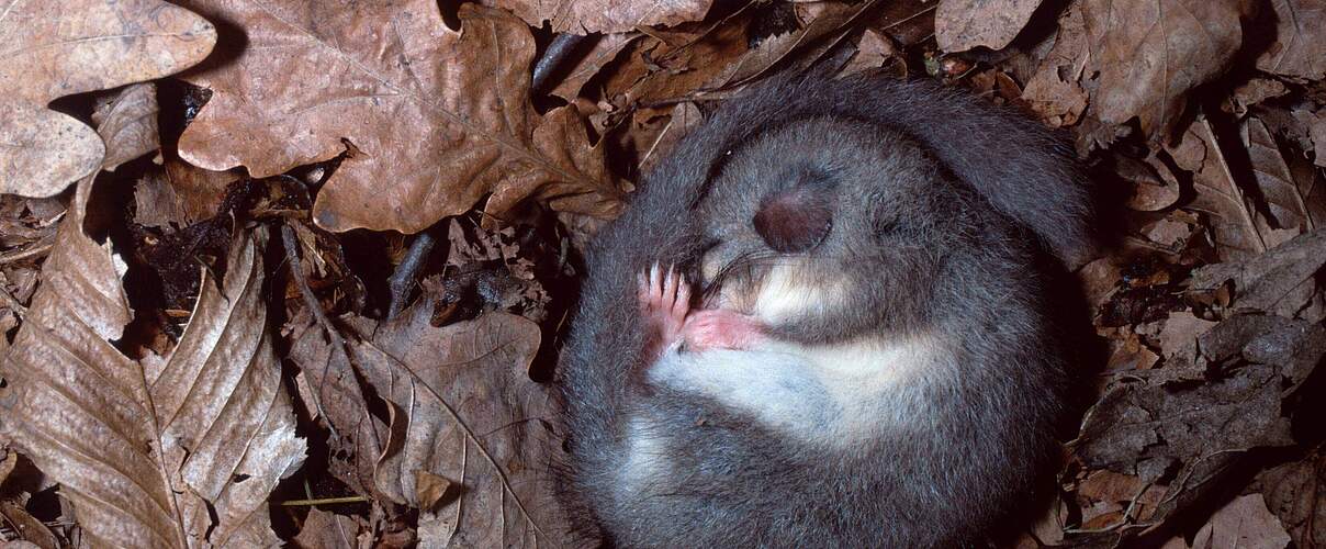 Siebenschläfer schläft © imago / imagebroker / K.Wothe