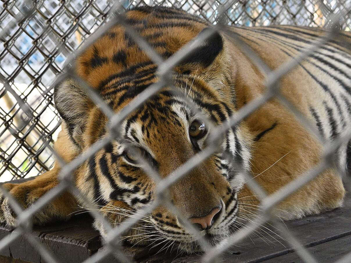 Tiger hinter Gittern