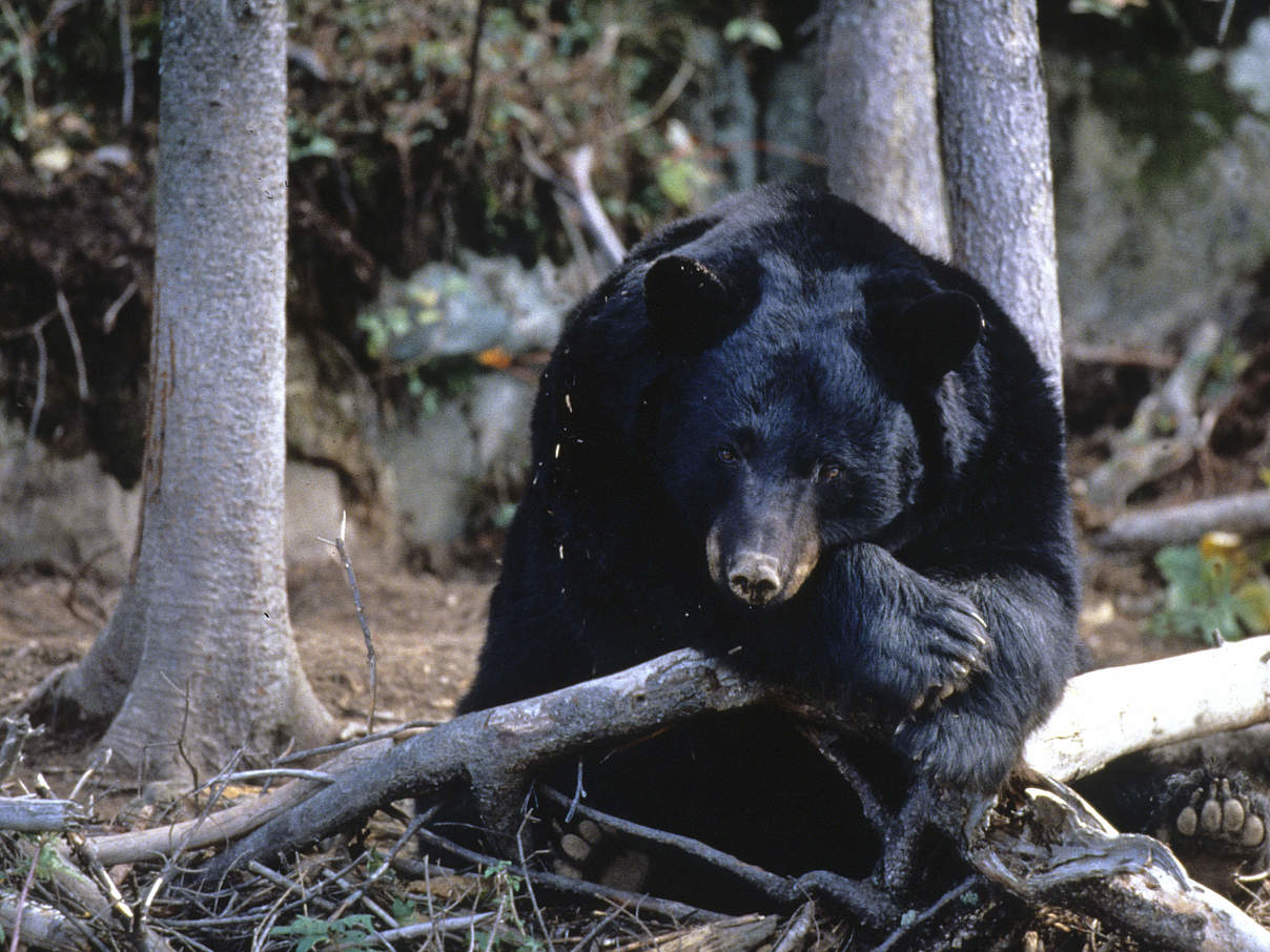 Amerikanische Schwarzbären gelten als nicht bedroht © Howard Buffett / WWF-US 