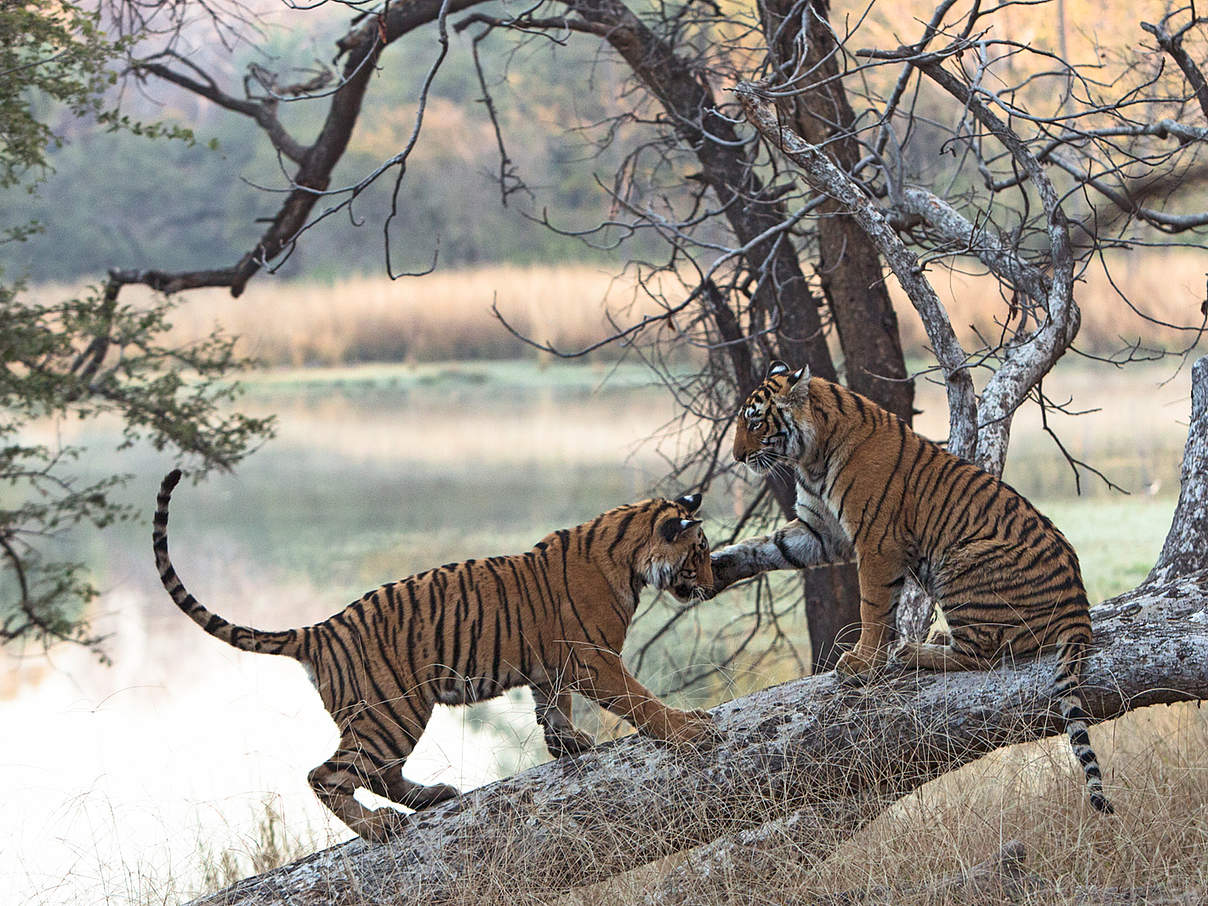 Zwei Bengal-Tiger in Indien © Ranjan Ramchandani / WWF