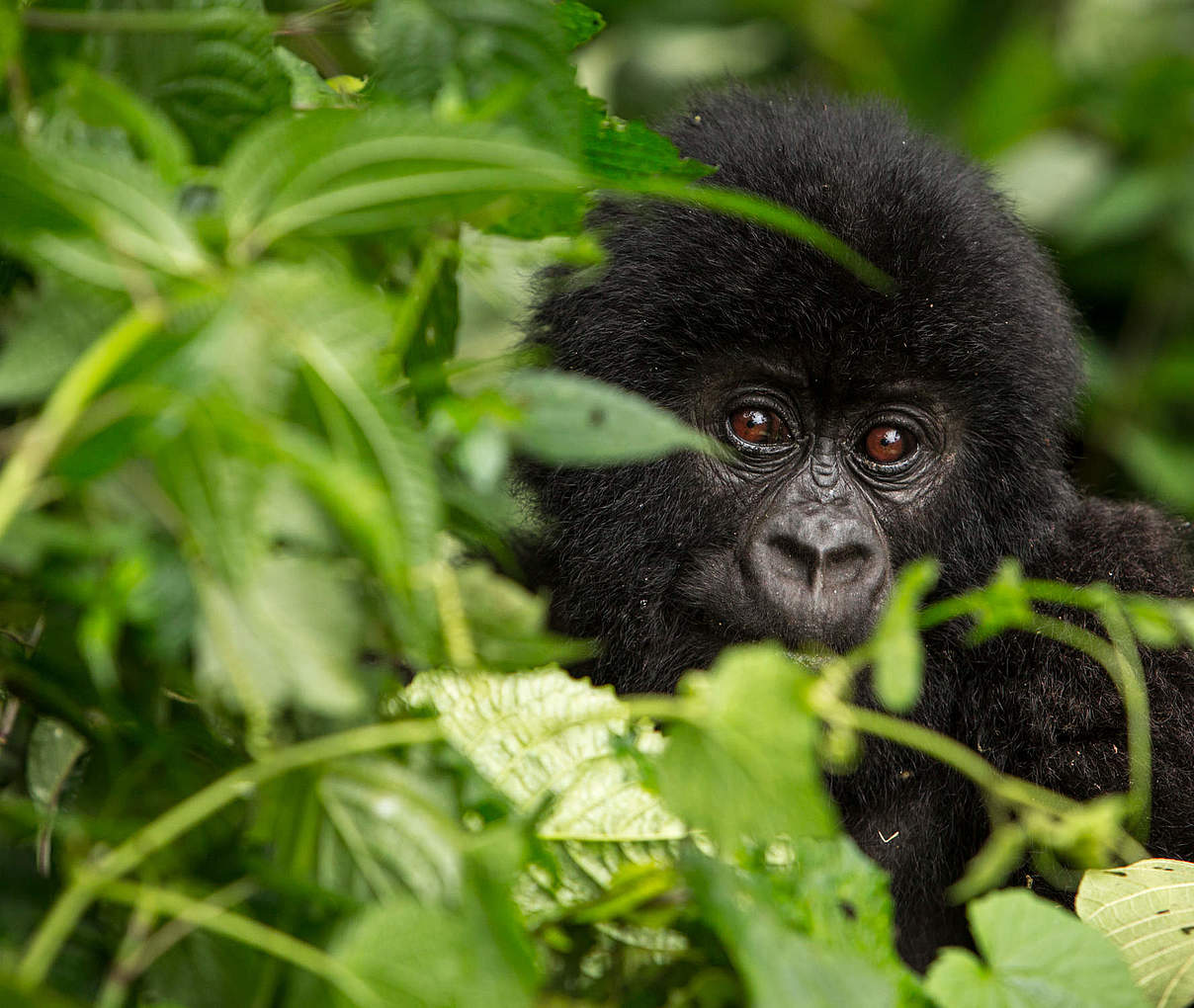 Berggorilla © Paul Robinson / WWF