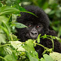 Berggorilla © Paul Robinson / WWF