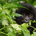 Berggorilla © Paul Robinson / WWF