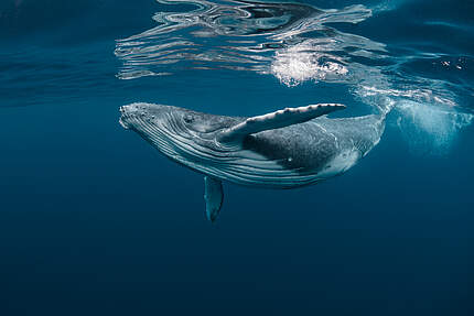 Junger Buckelwal © Shutterstock / Craig Lambert / WWF