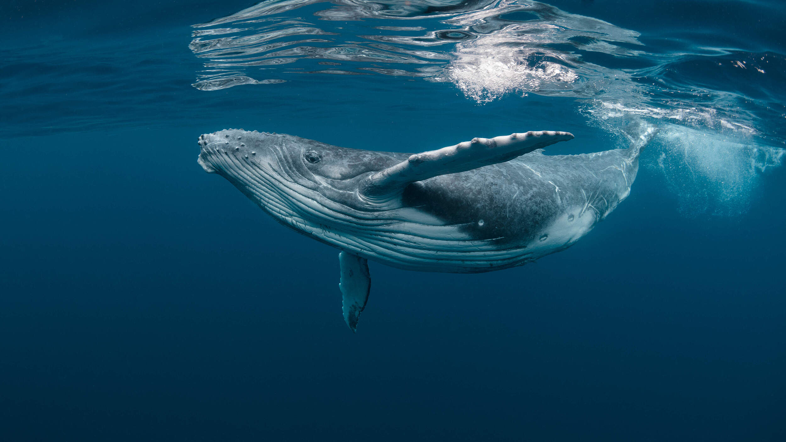 Junger Buckelwal © Shutterstock / Craig Lambert / WWF