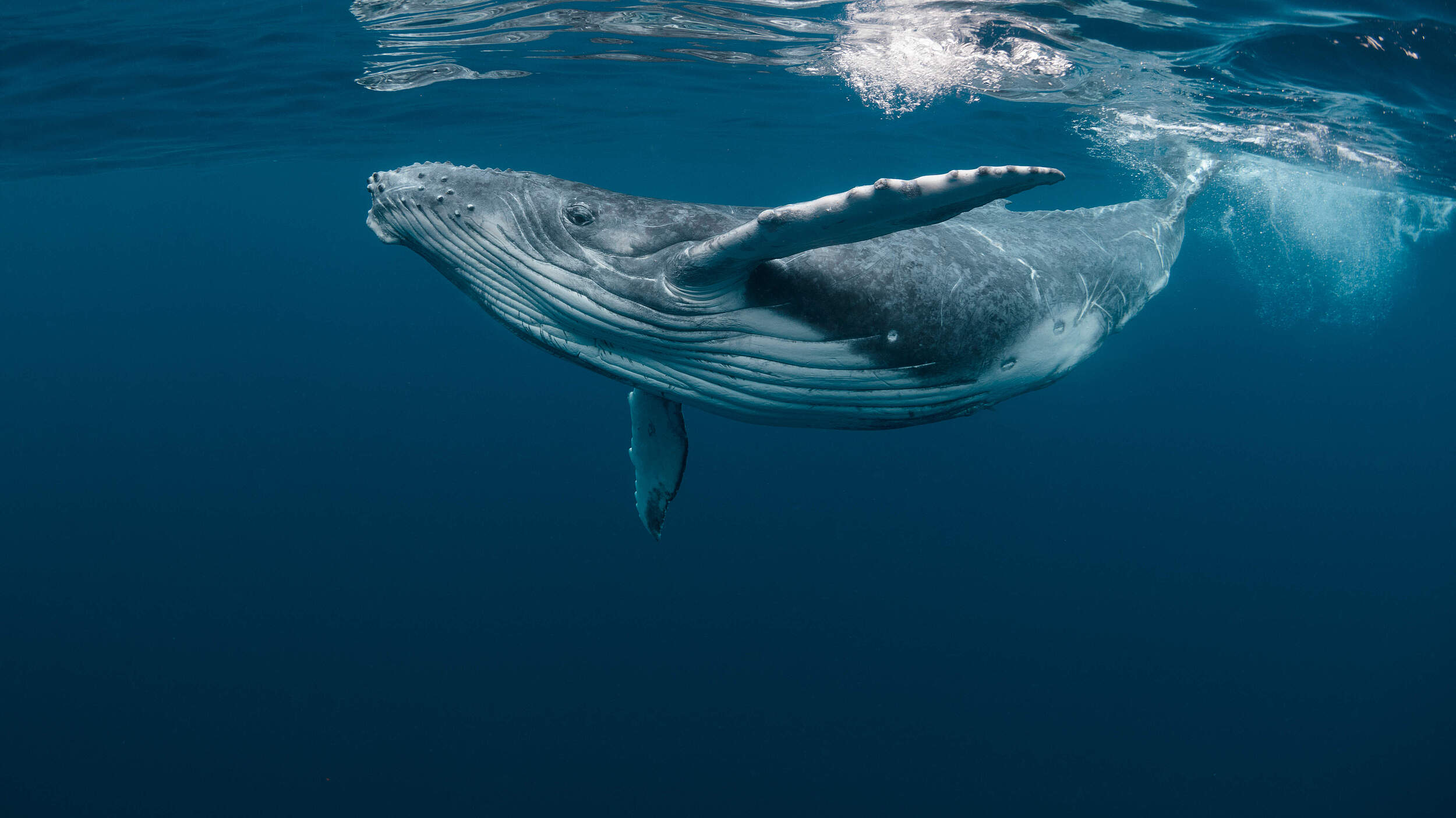 Junger Buckelwal © Shutterstock / Craig Lambert / WWF