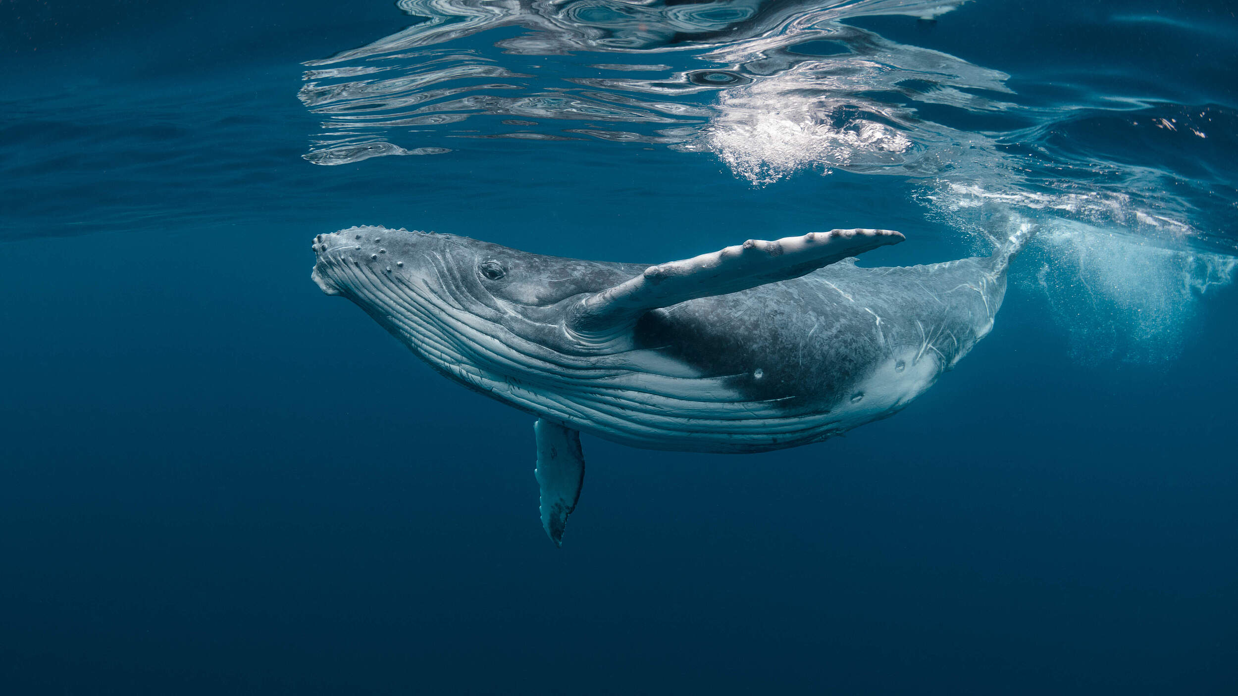 Junger Buckelwal © Shutterstock / Craig Lambert / WWF