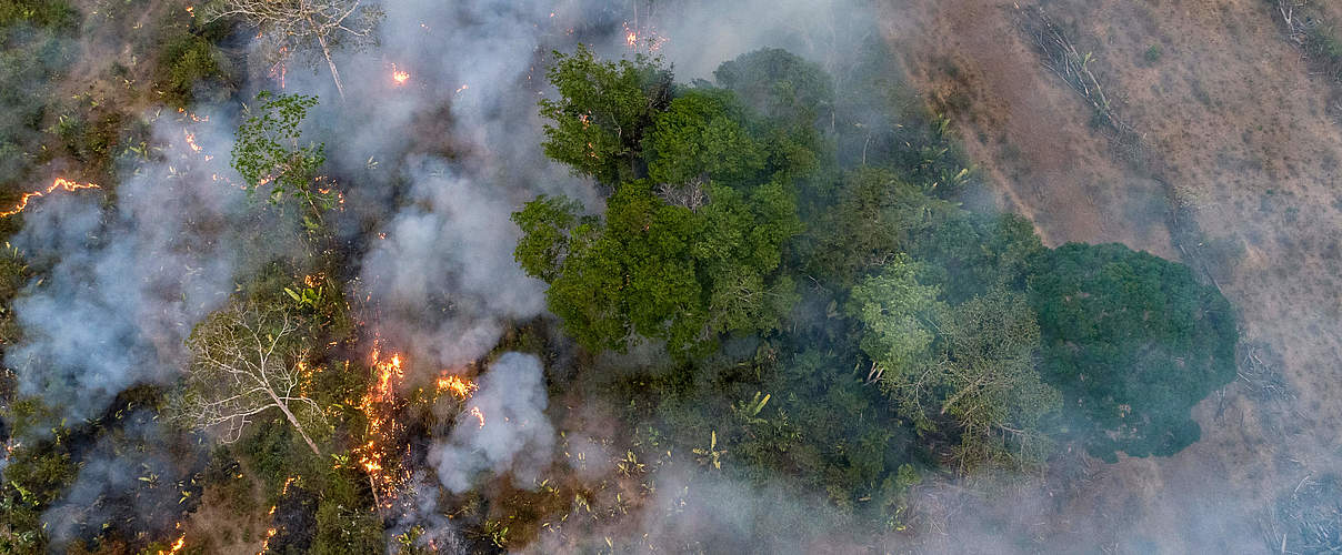 Entwaldung Amazonas-Regenwald © Andre Dib / WWF-Brazil 