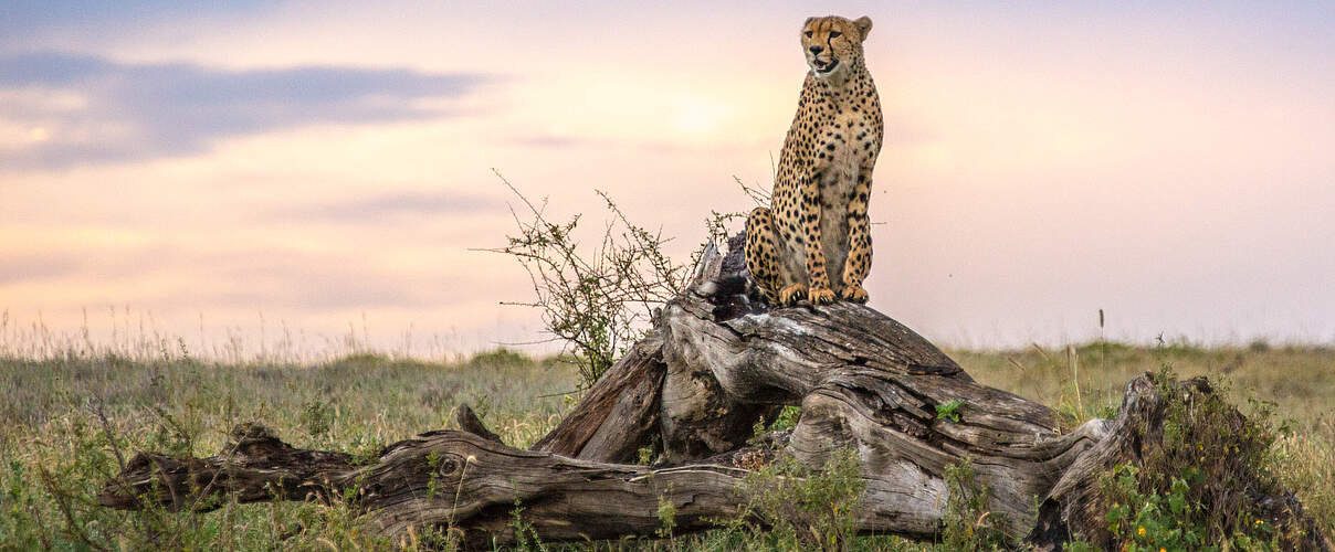 Gepard in der Serengeti in Tansania © Susan Leece