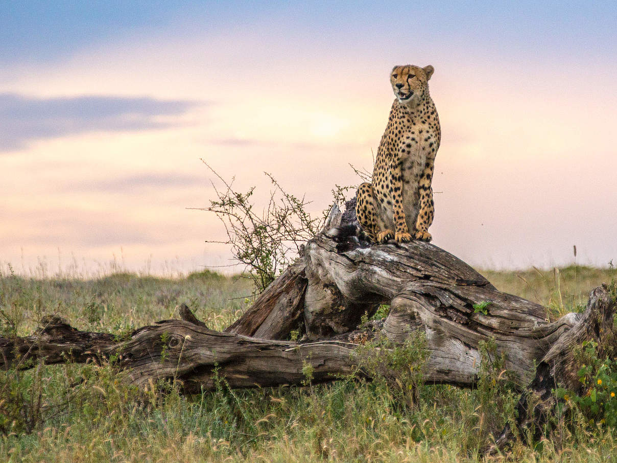 Gepard in der Serengeti in Tansania © Susan Leece Gepard in der Serengeti in Tansania © Susan Leece