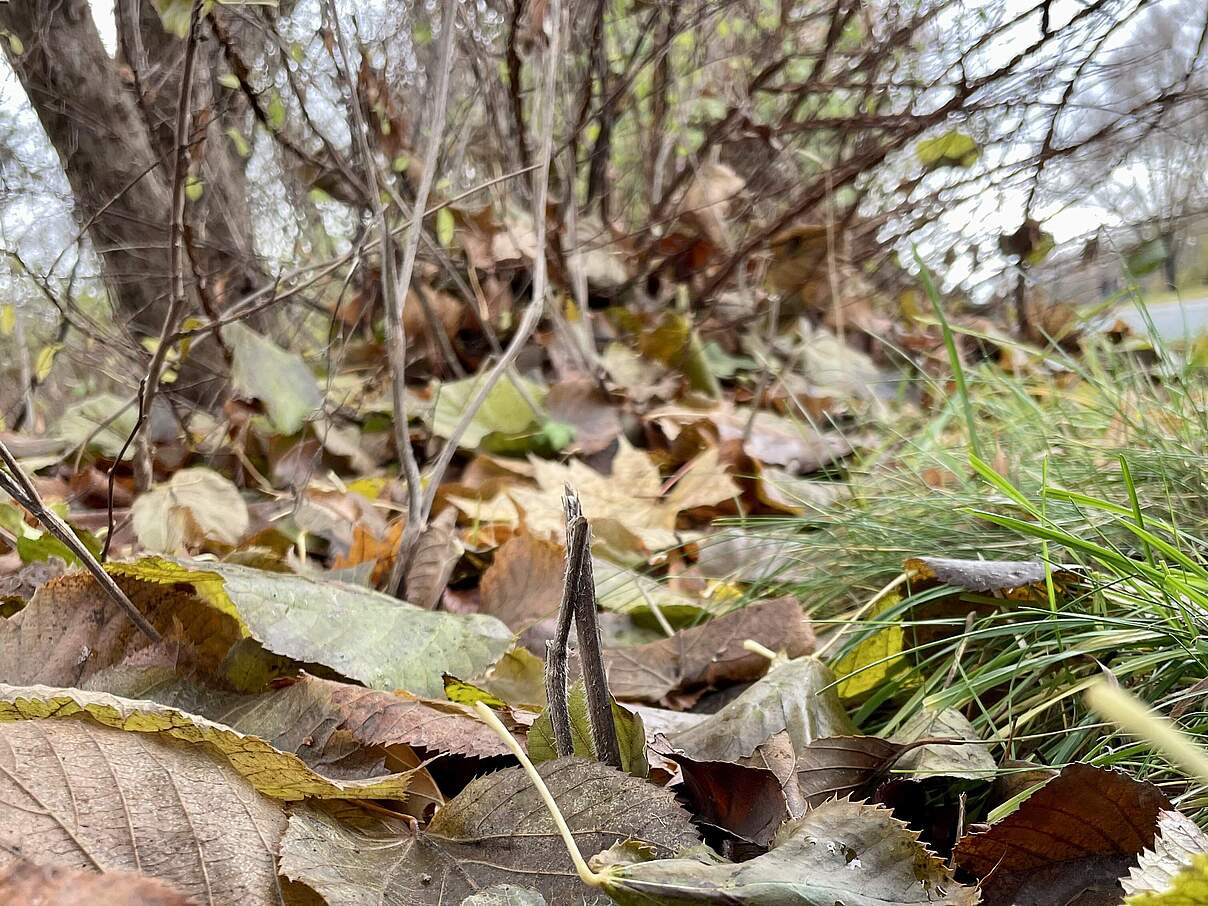 Laub am Heckenfuß bietet vielen Tieren Schutz © Sigrid Tinz