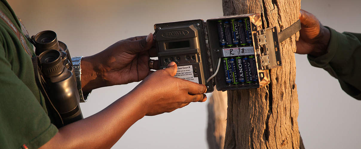 Eine Kamerafalle wird in Selous / Tansania angebracht © Greg Armfield /WWF
