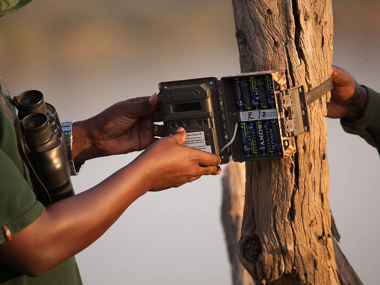 Eine Kamerafalle wird in Selous / Tansania angebracht © Greg Armfield /WWF