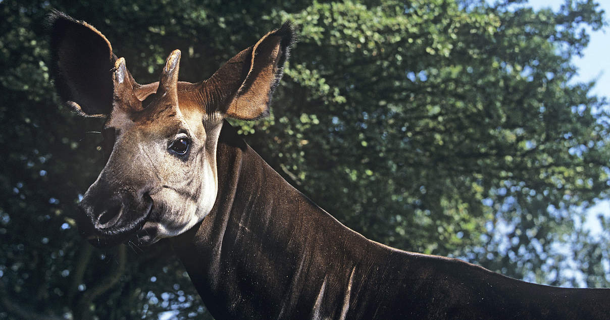 Okapis im WWFArtenlexikon Zahlen & Fakten