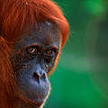 Sumatra Orang Utan © naturepl.com / Anup Shah / WWF
