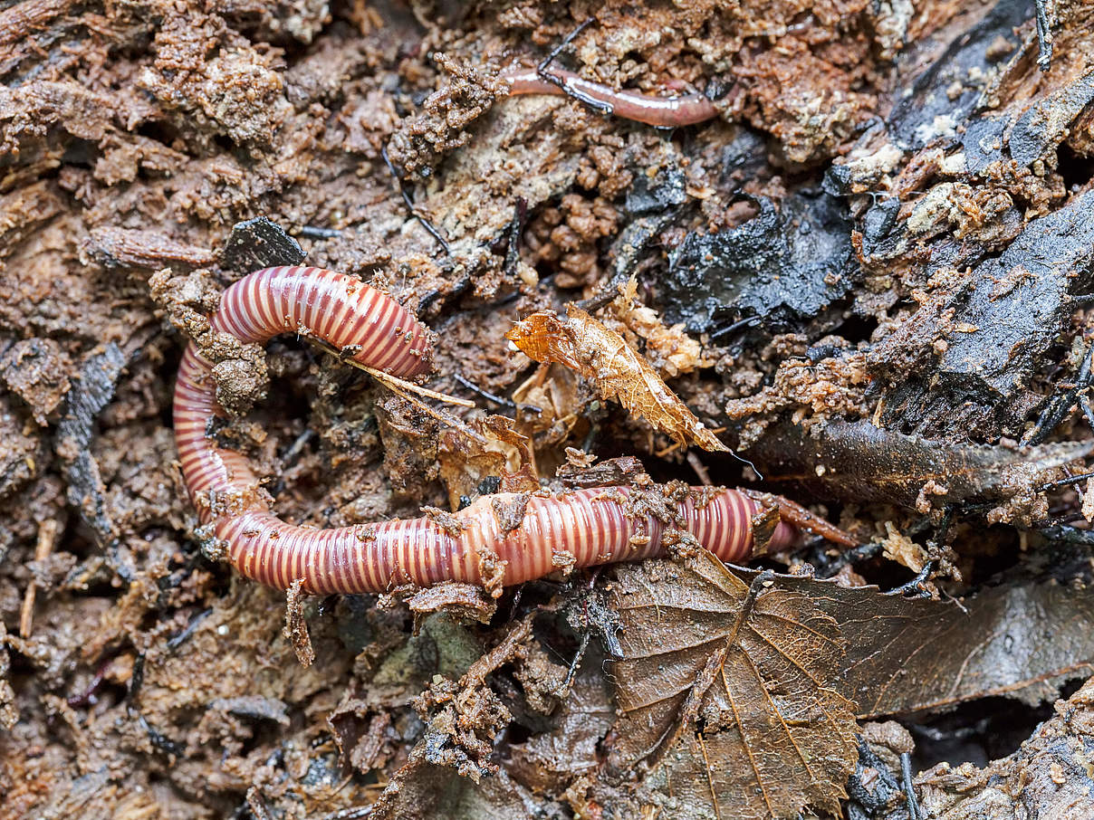Regenwürmer sind wichtig für einen gesunden Boden © BrankoBG / iStock / Getty Images