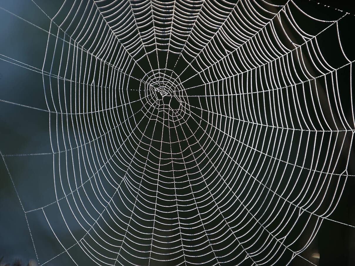 Mit Tautropfen bedecktes Spinnennetz