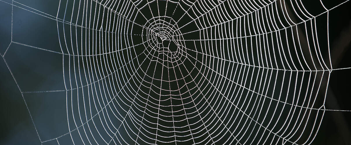 Mit Tautropfen bedecktes Spinnennetz