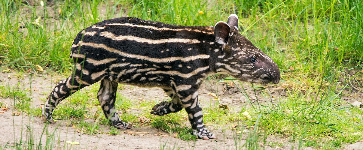 Junger Flachlandtapir © Miroslav _1 / istock / Getty Images Plus