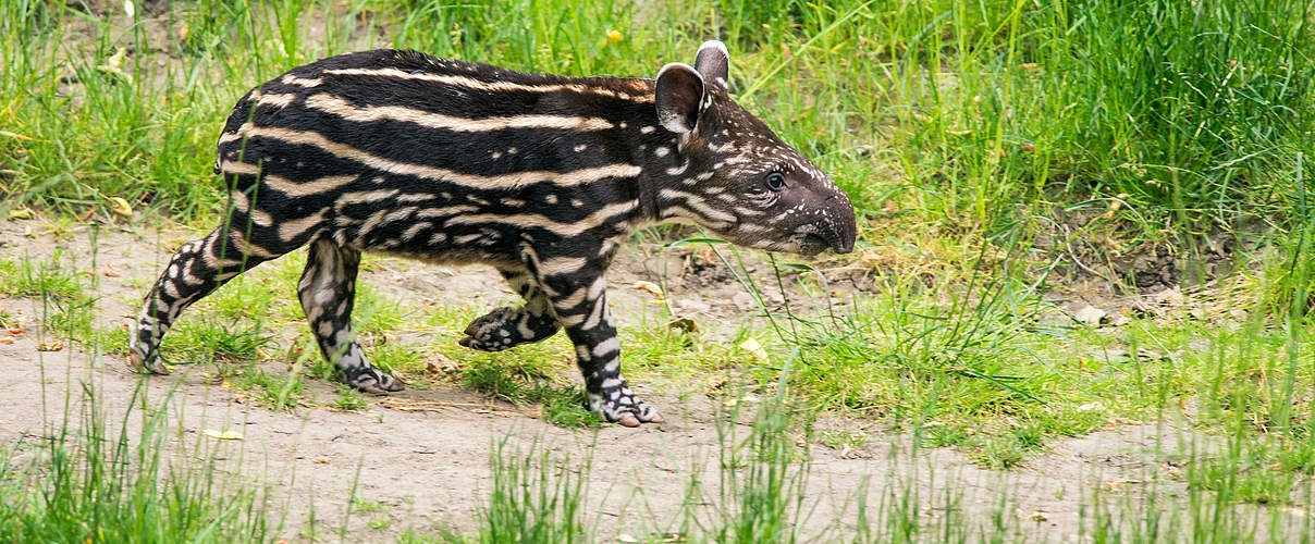 Junger Flachlandtapir © Miroslav _1 / istock / Getty Images Plus