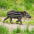 Junger Flachlandtapir © Miroslav _1 / istock / Getty Images Plus
